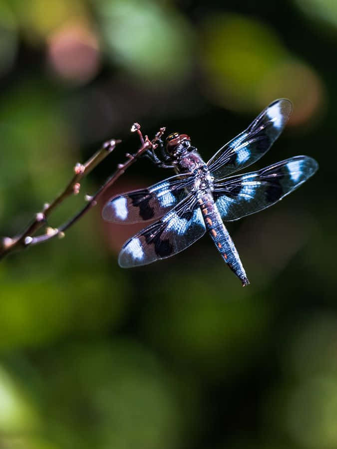 The Brilliant Blue Dragonfly Wallpaper