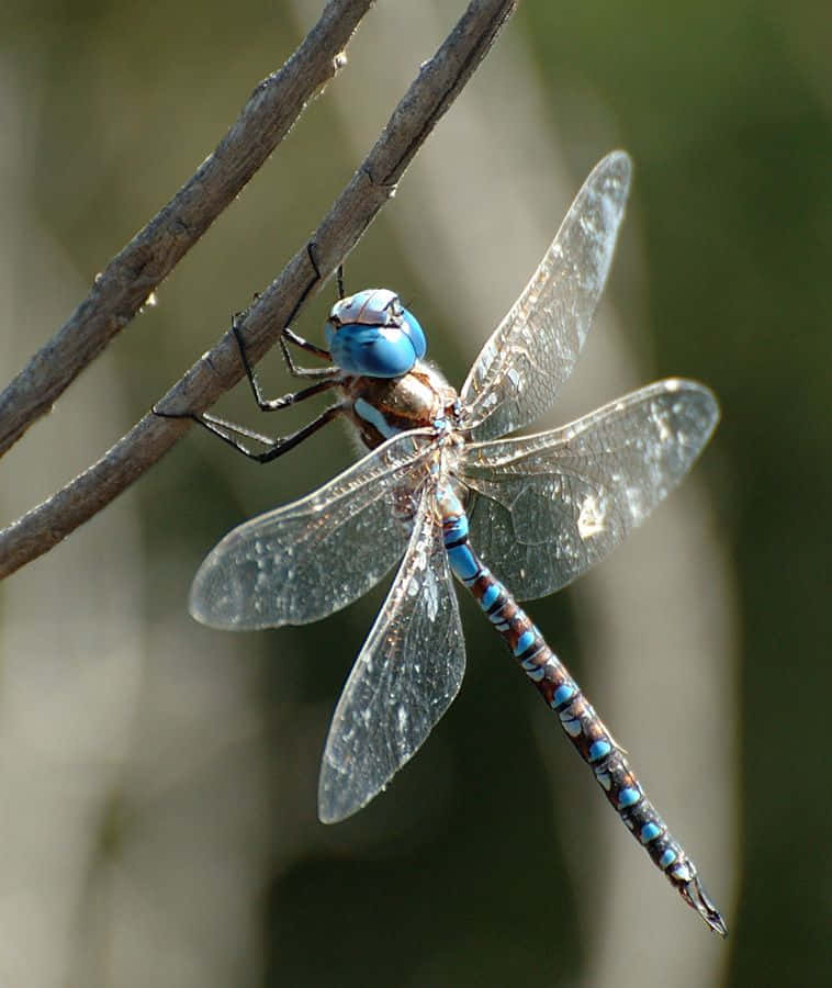 "A stunning blue dragonfly perched on a flower." Wallpaper