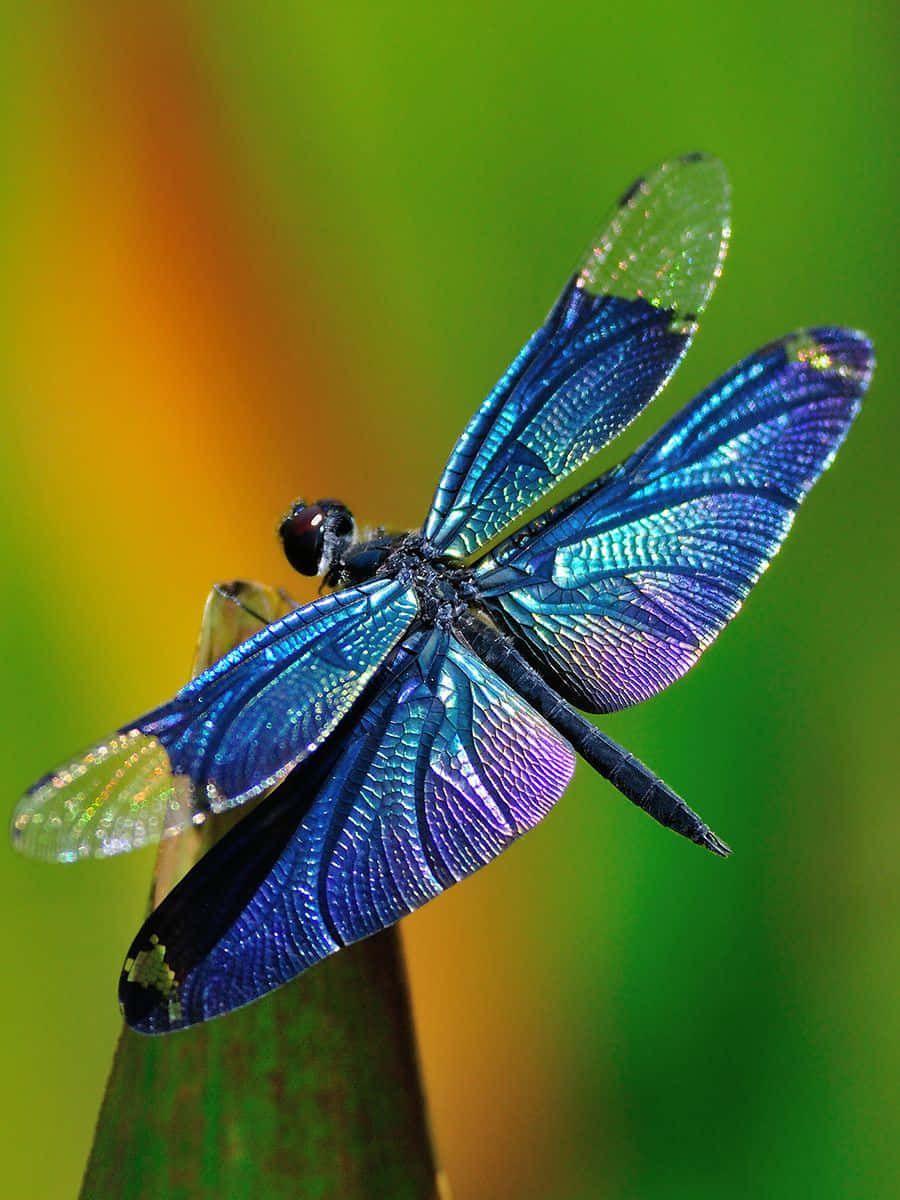 Beautiful Blue Dragonfly Wallpaper