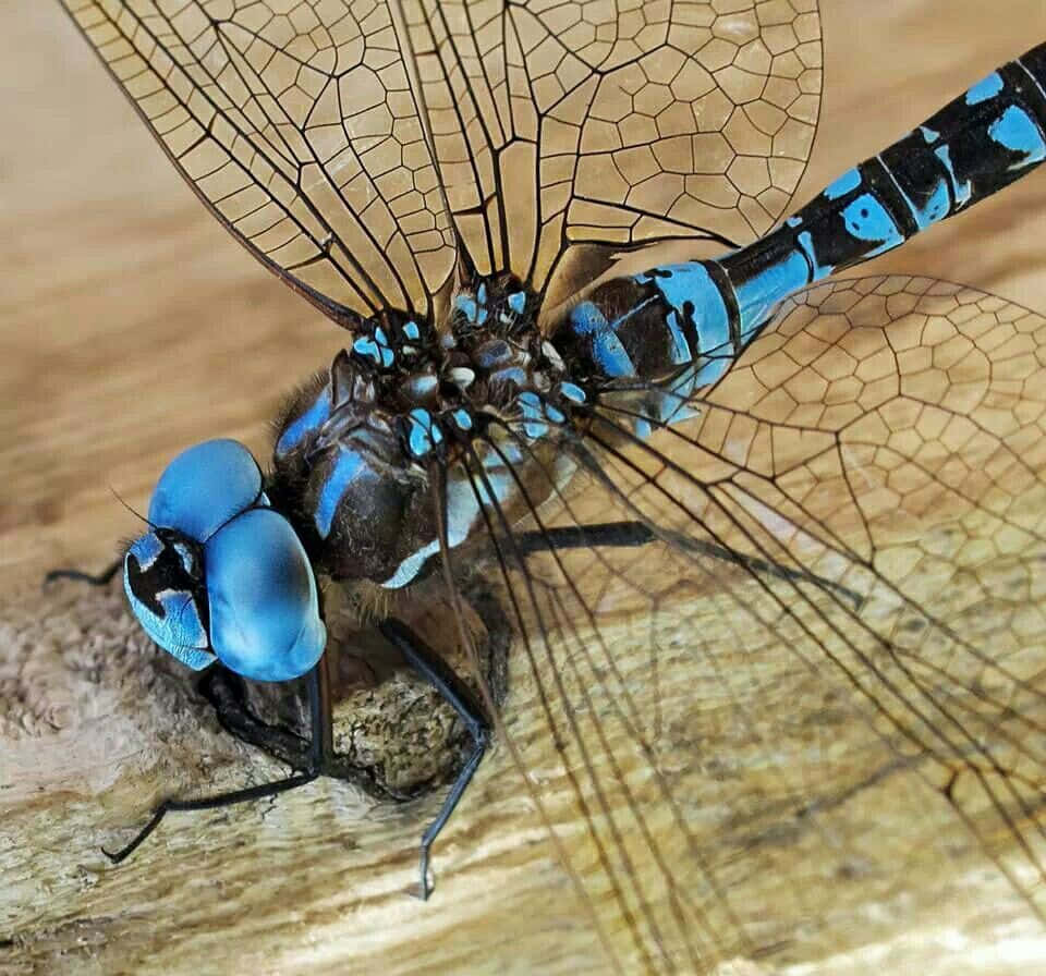 An elegant blue dragonfly lands on a Lilypad Wallpaper