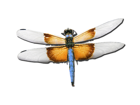 Blue Dragonfly Black Background PNG