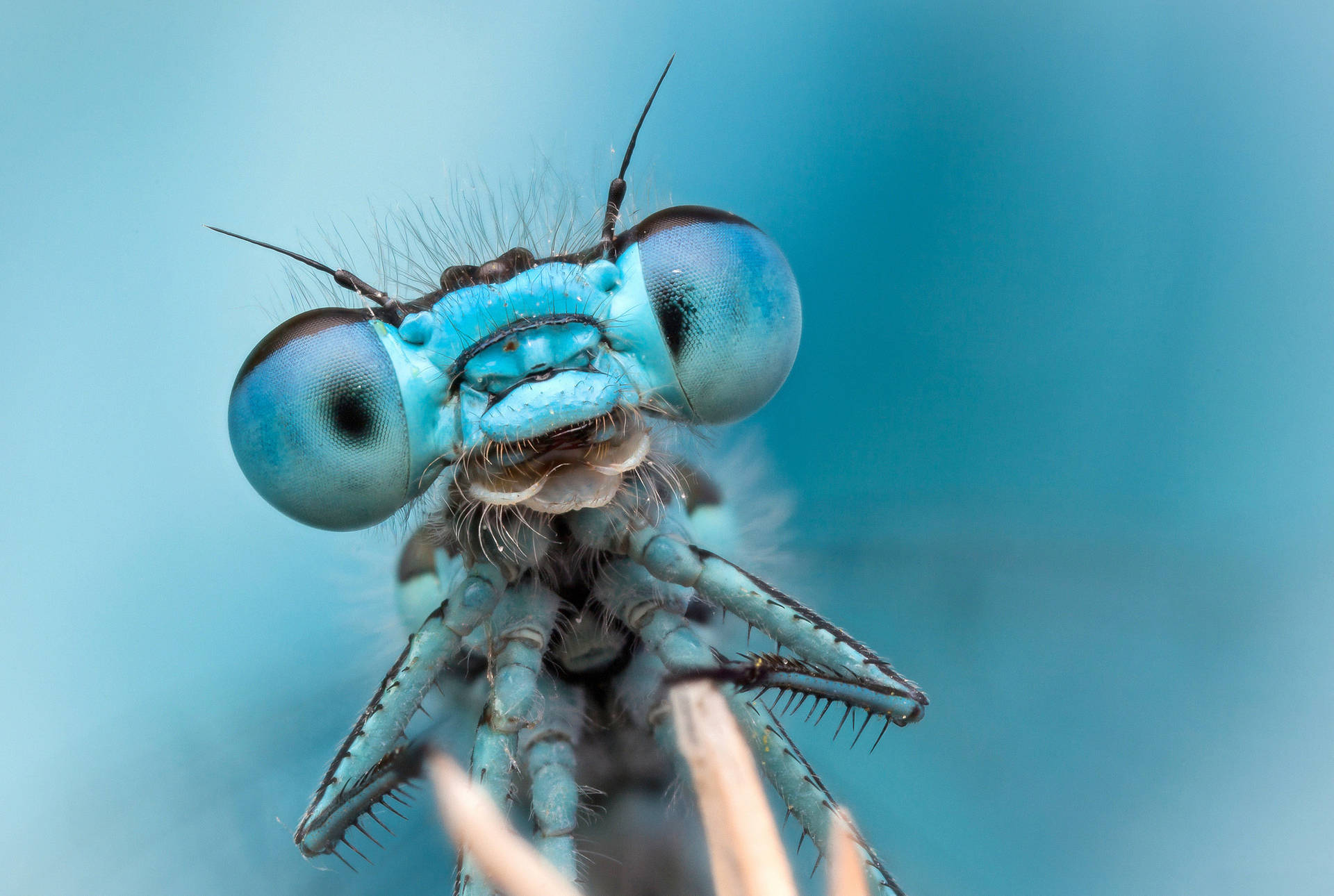 Blue Dragonfly Head Wallpaper