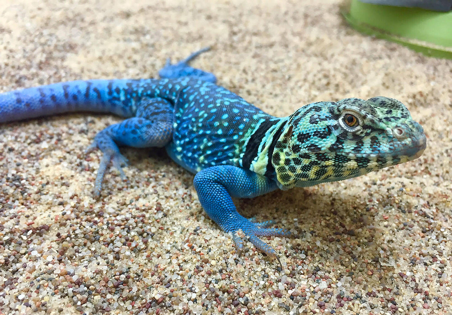 Vibrant Blue Eastern Collared Lizard in its Natural Habitat Wallpaper