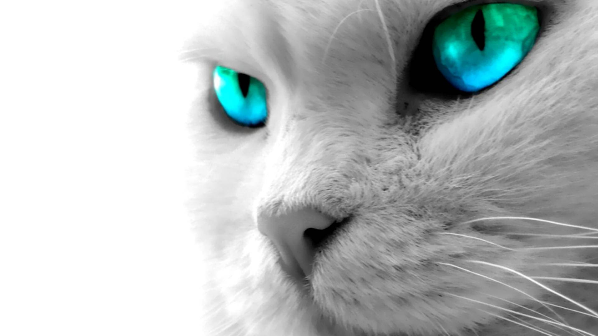 Blue-eyed Cat Computer Wallpaper