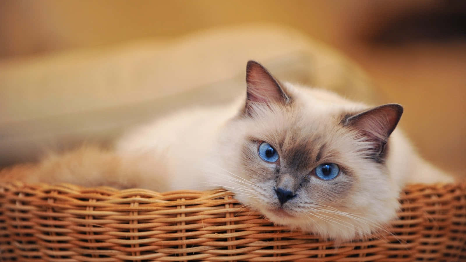 Chat Siamois Aux Yeux Bleus Dans Un Panier.jpg Fond d'écran