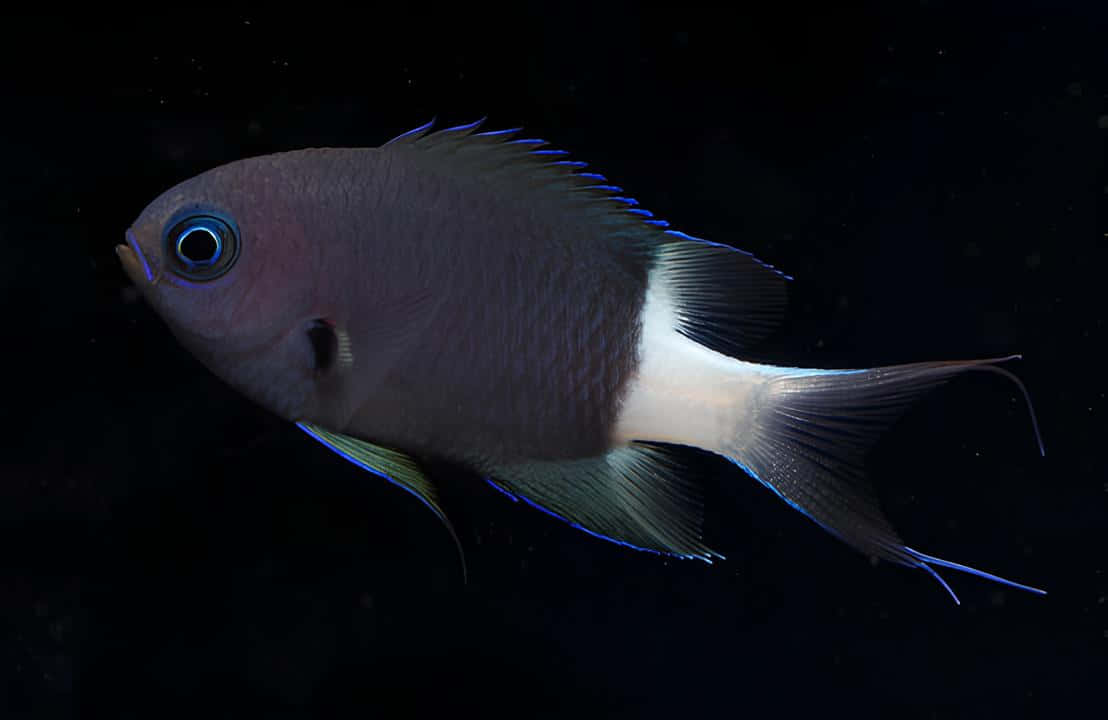 Blue Eyed Chromis Fishin Dark Waters.jpg Wallpaper