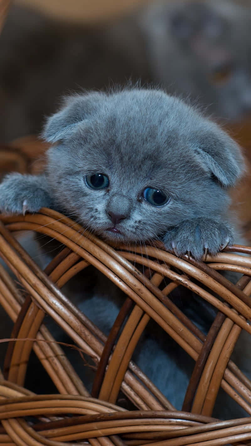 Chaton Gris Aux Yeux Bleus Dans Un Panier.jpg Fond d'écran