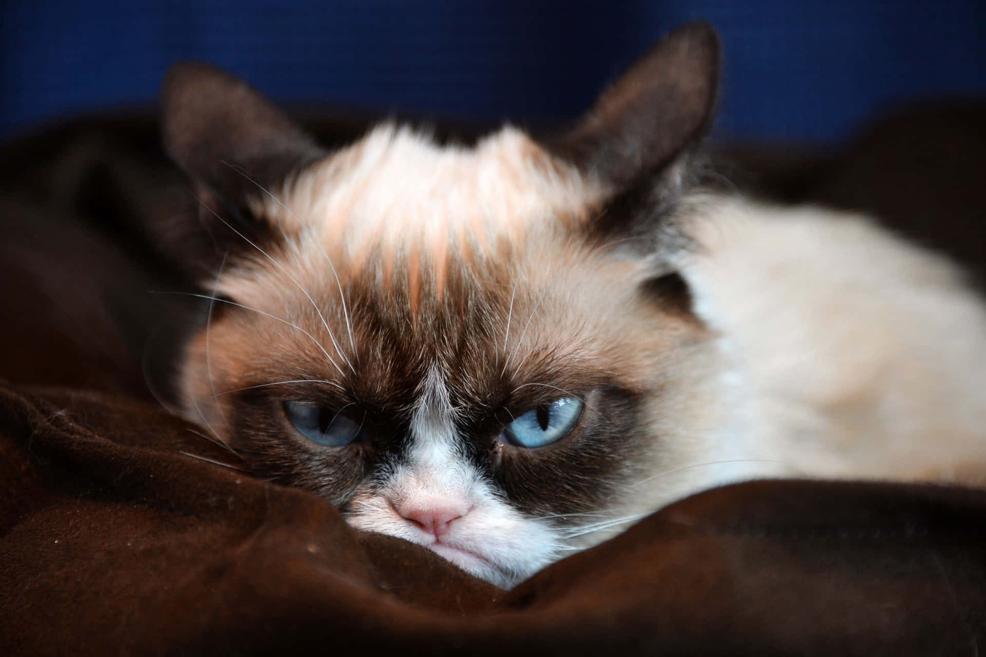 Chat Grincheux Aux Yeux Bleus Se Reposant Fond d'écran