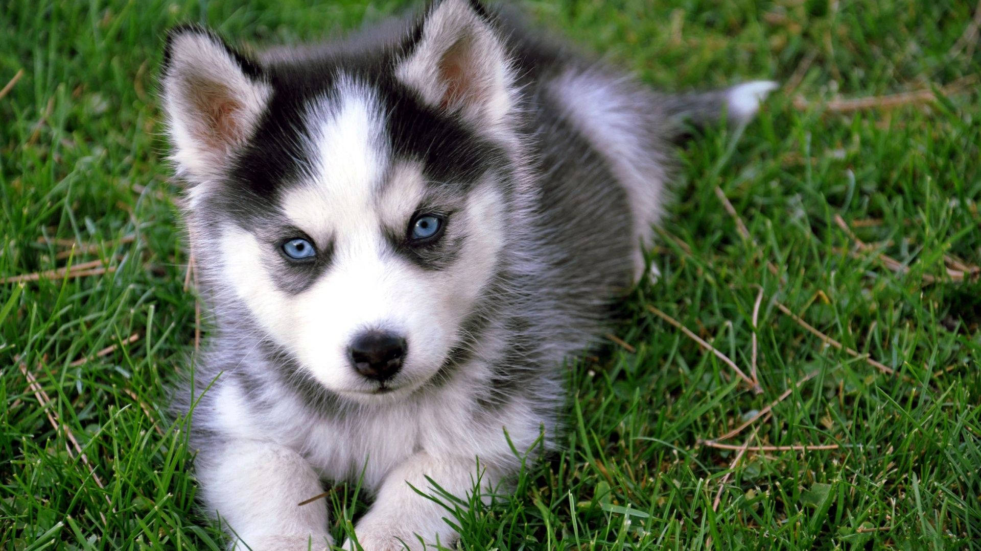 Blue-eyed Husky Puppy