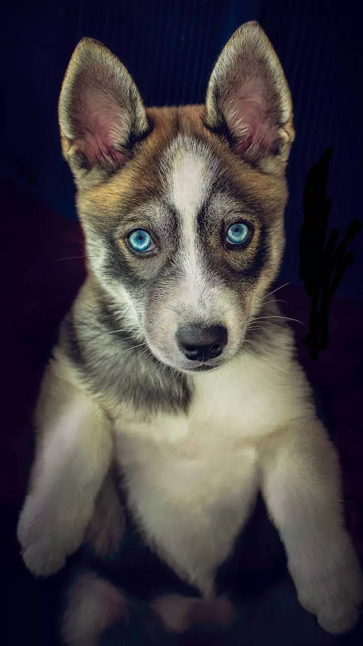 Blue-eyed Husky Puppy Dog Wallpaper