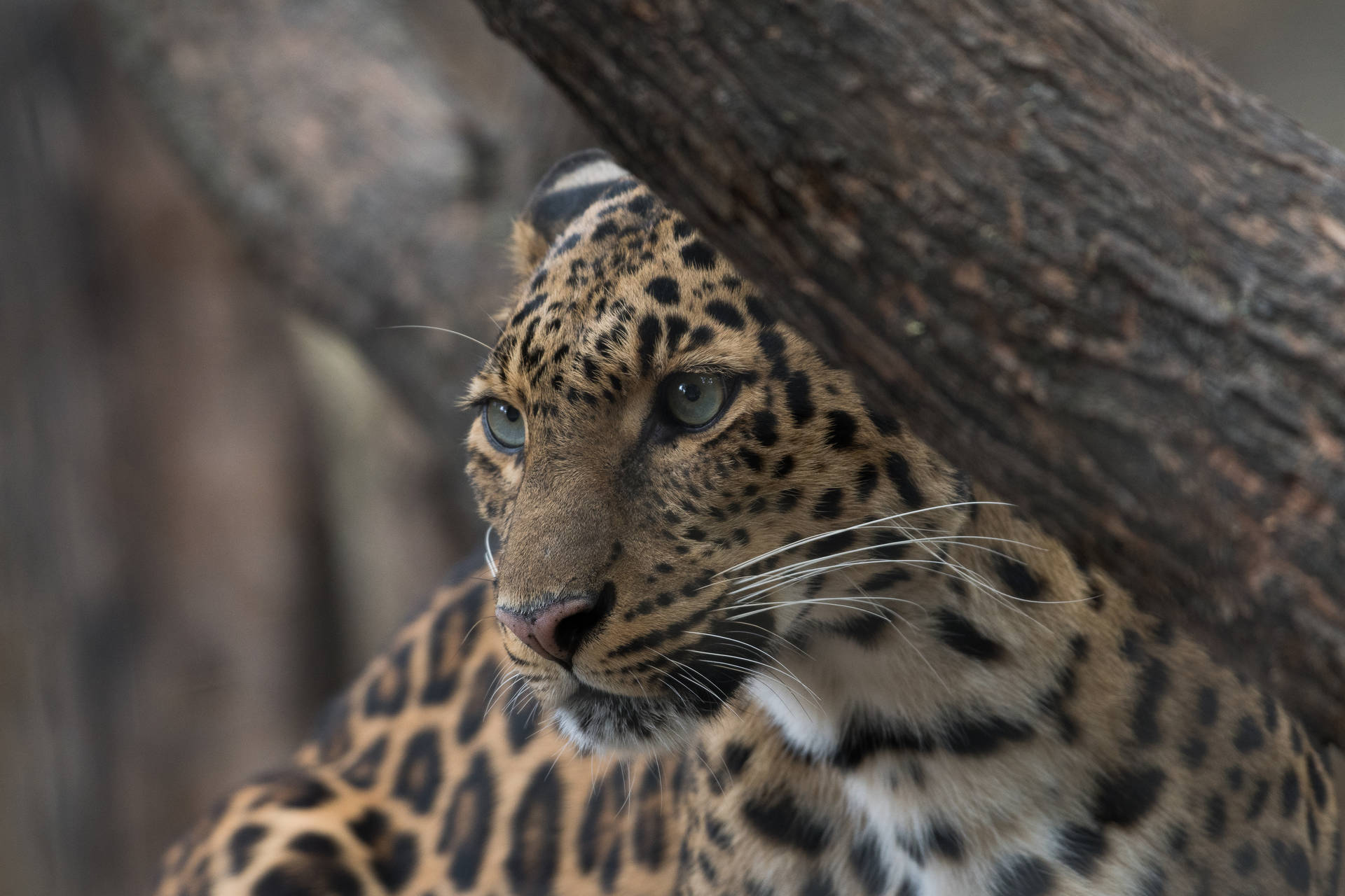 Blue Eyed Jaguar Background