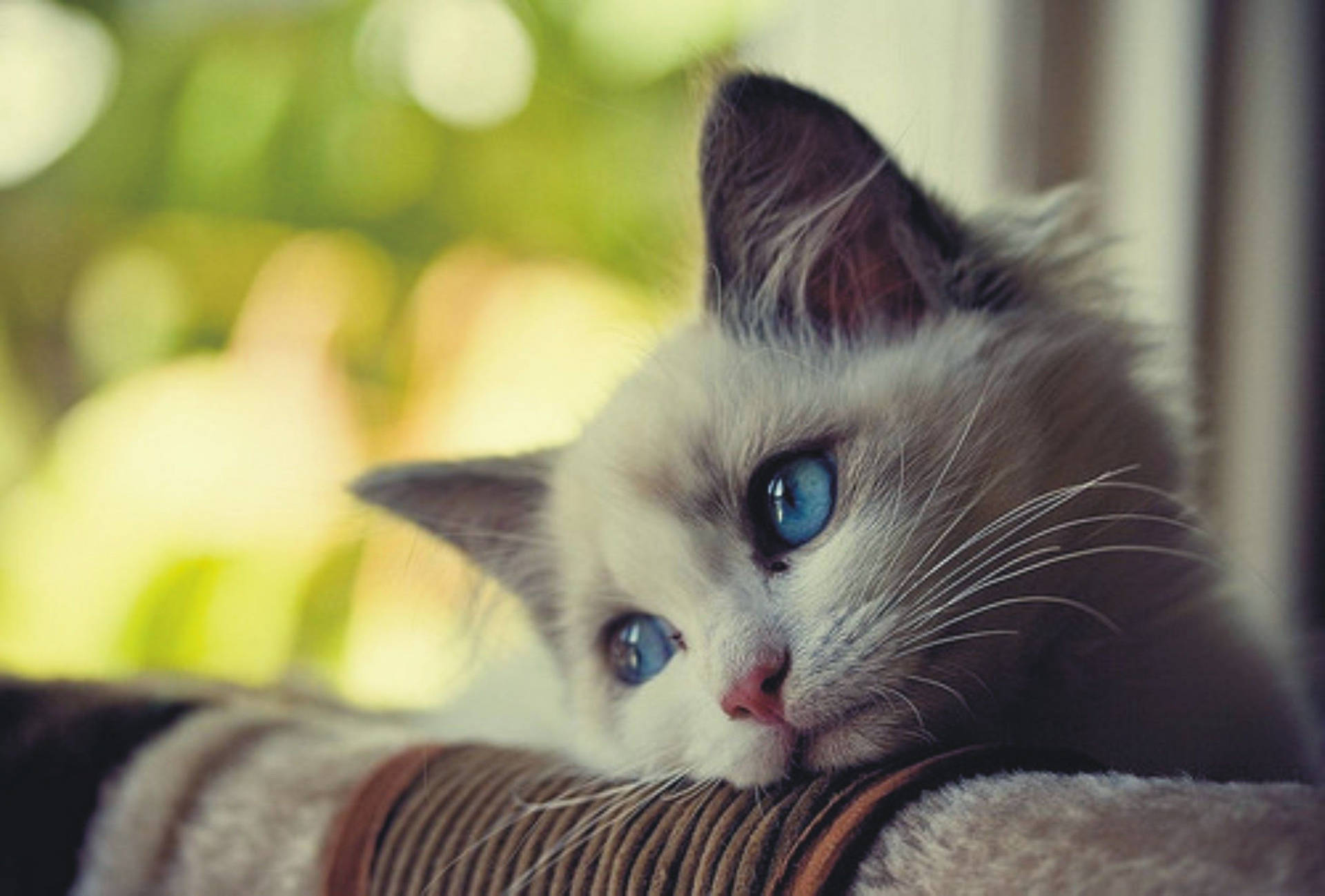 Gatitode Ojos Azules En Un Sofá. Fondo de pantalla