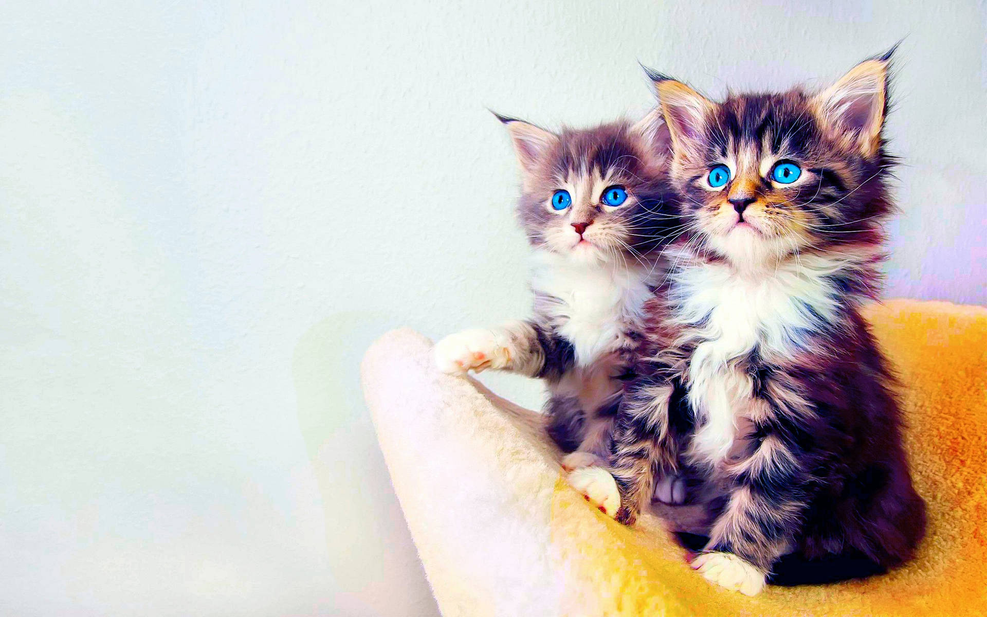 Blue-eyed Kittens Wallpaper