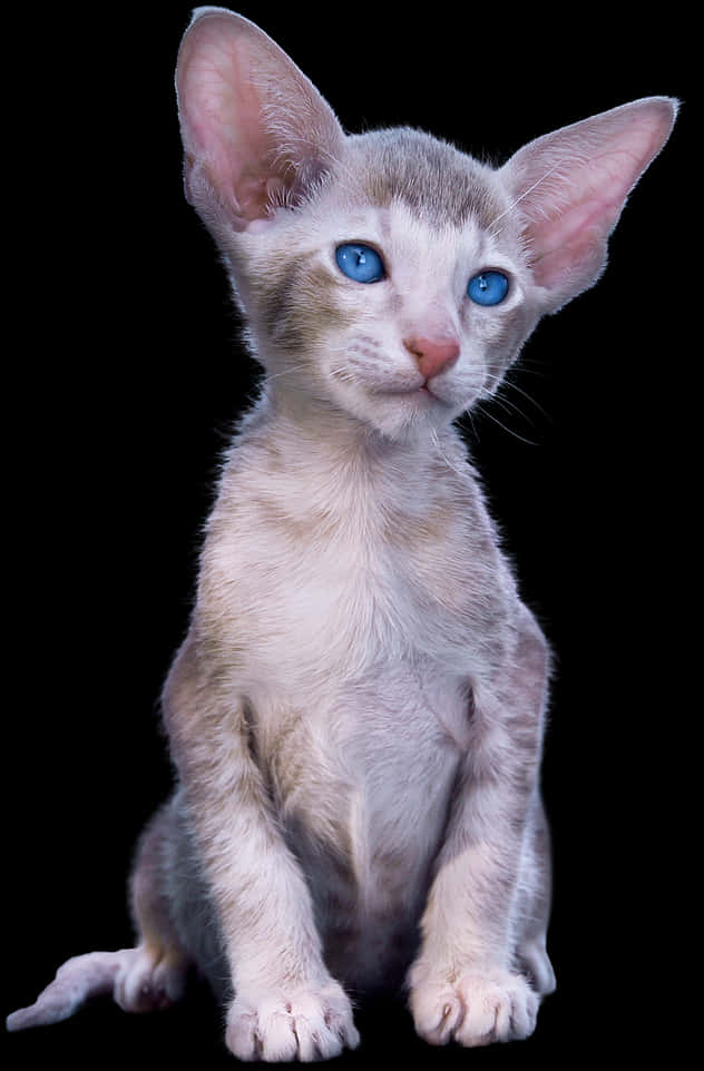 Blue Eyed Kittenwith Large Ears PNG