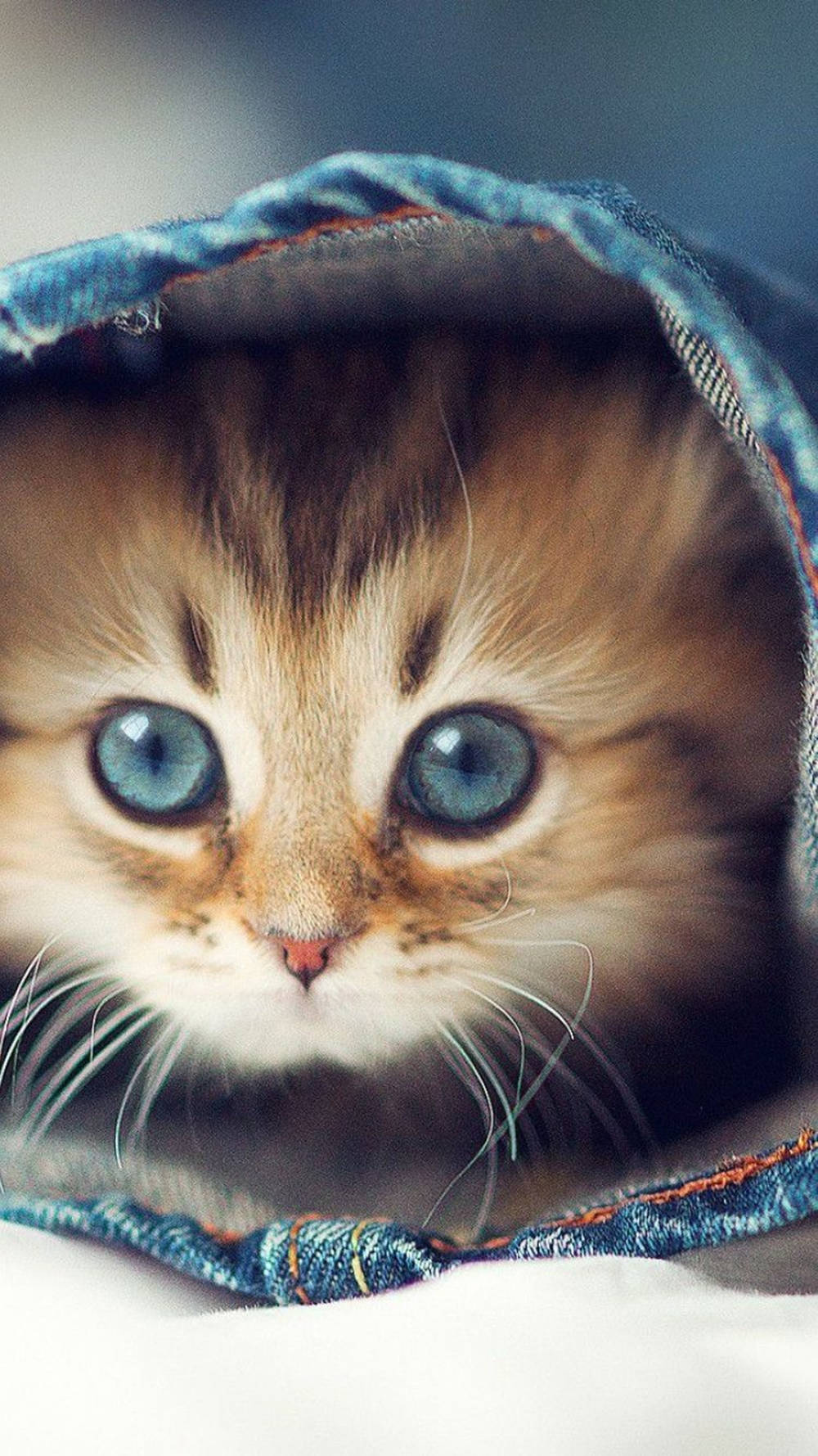 Blue Eyed Siberian Cat Iphone Background