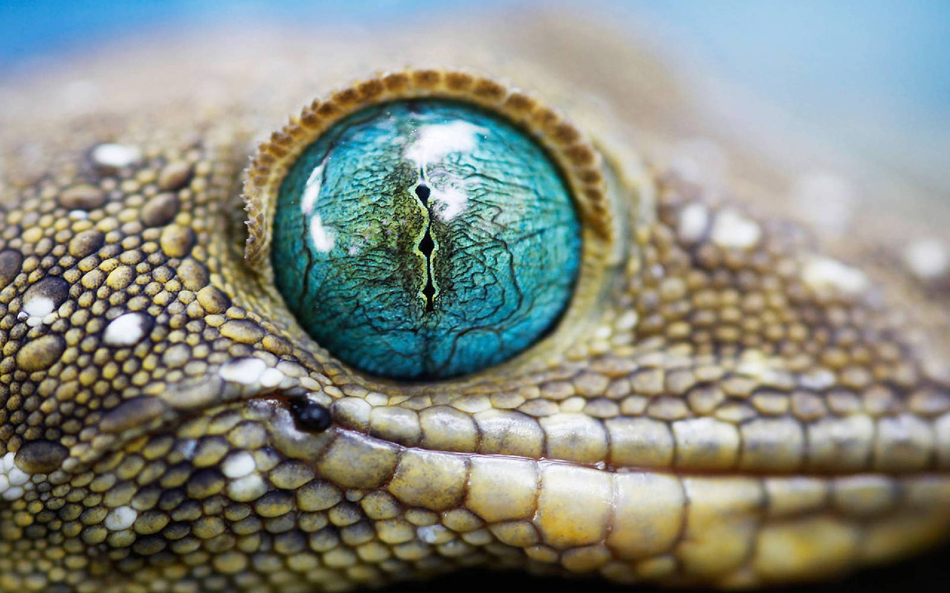 Geckotokay De Ojos Azules Fondo de pantalla
