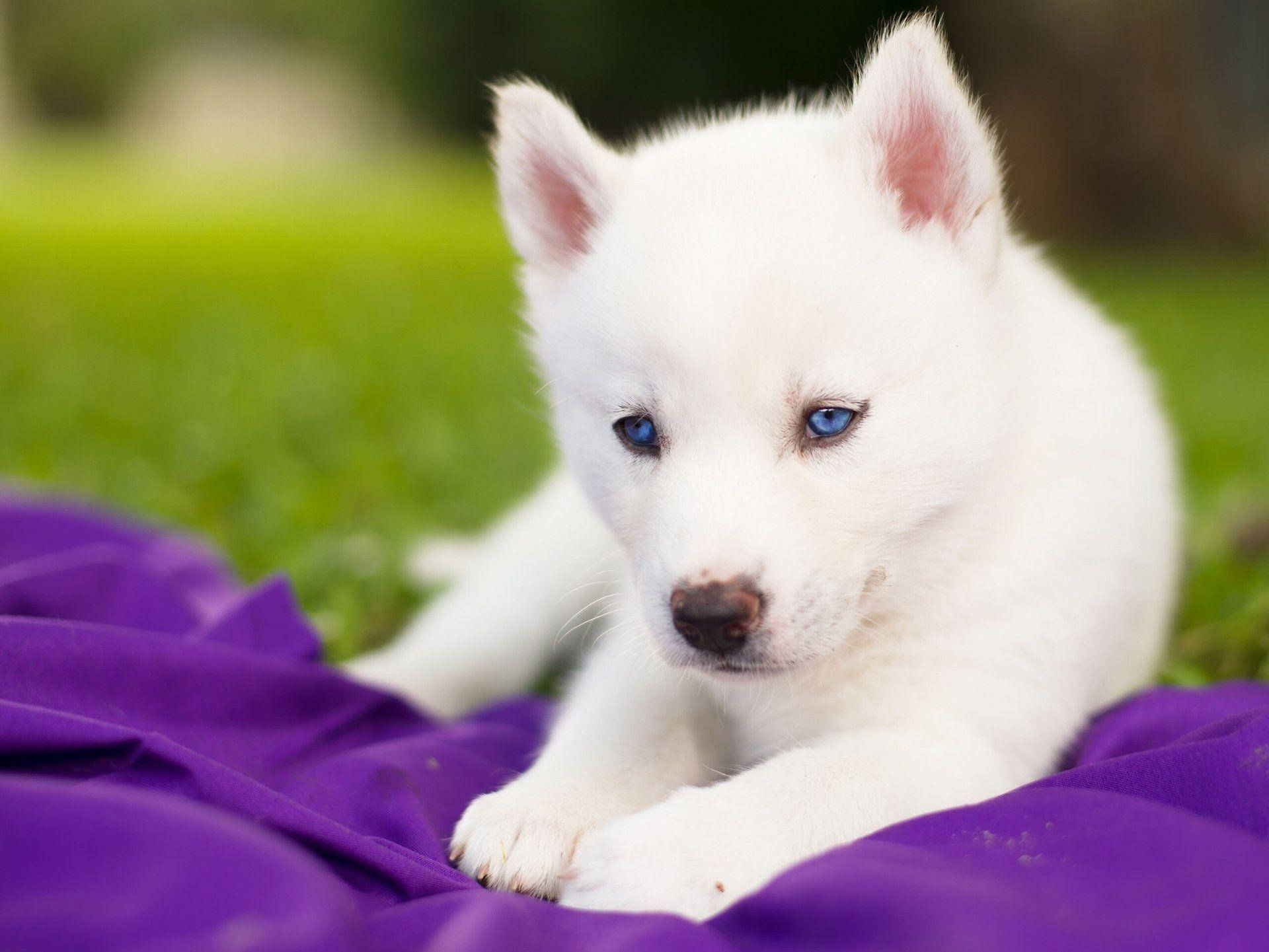 Blue-eyed White Husky Puppy Wallpaper