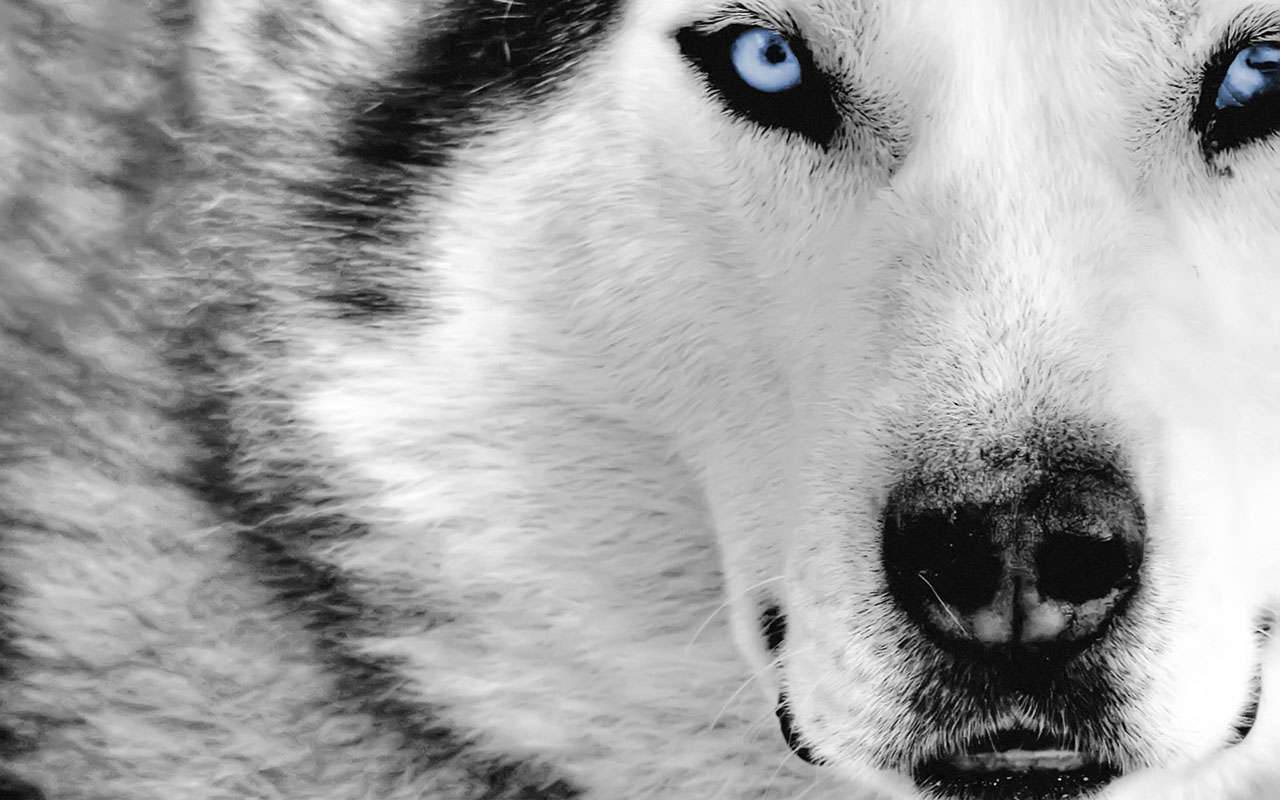 Blue-eyed Wolf Coolest Desktop Wallpaper