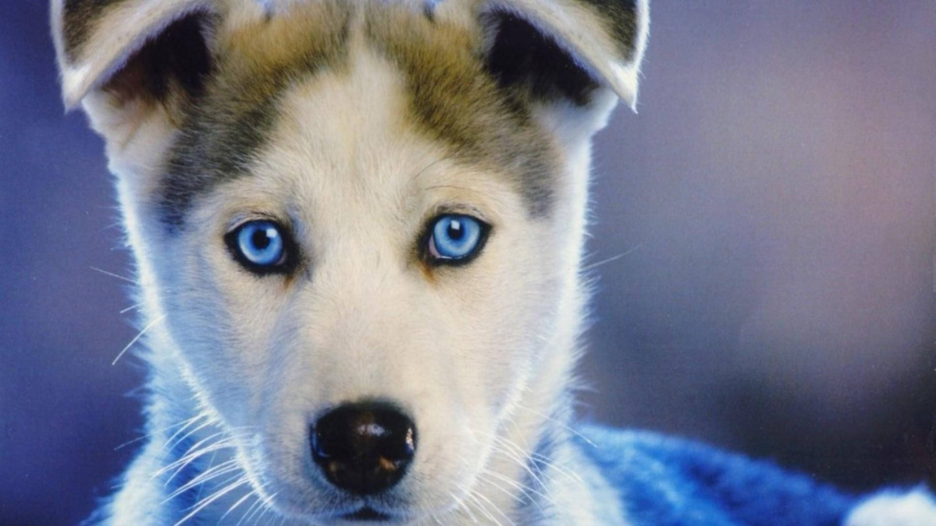 Blue Eyes Brown Husky Puppy Wallpaper