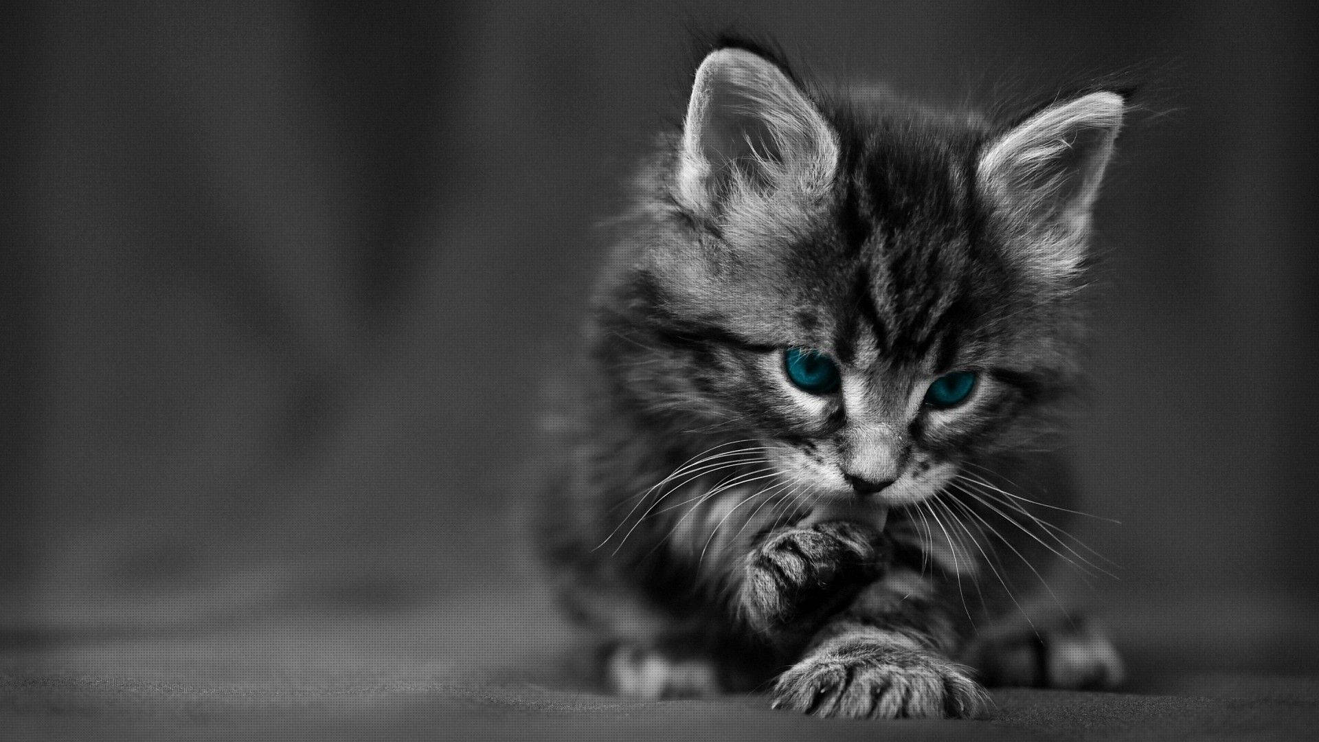 Black cat with blue eyes desktop wallpaper.