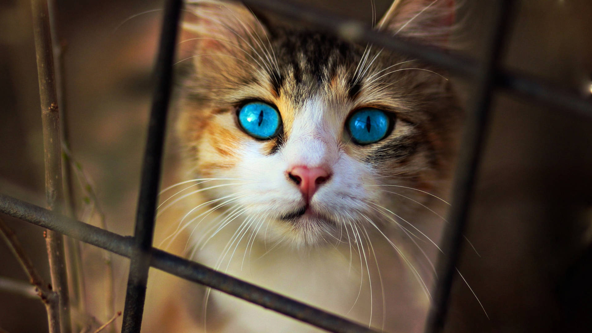 Blue Eyes Cute Cat Hd Wallpaper
