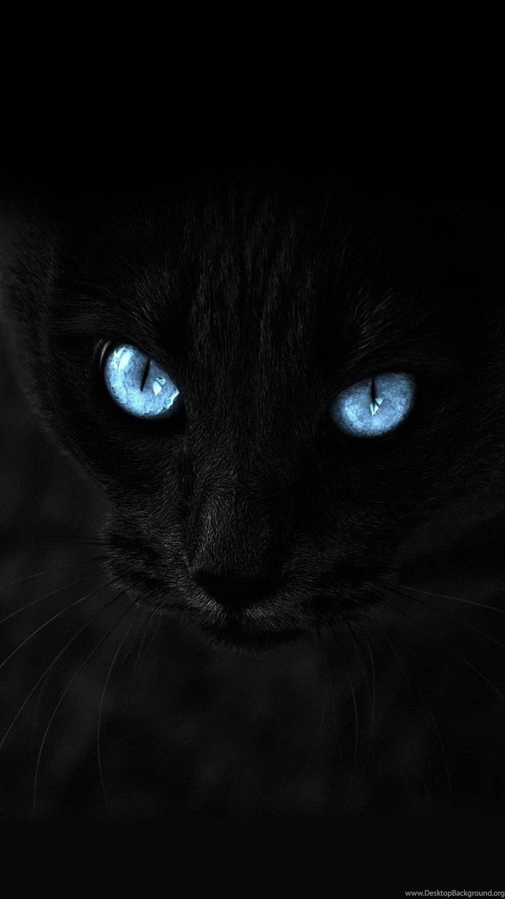 Blue Eyes Dark Cat Iphone Wallpaper