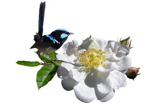 Blue Fairy Wrenon White Flower PNG