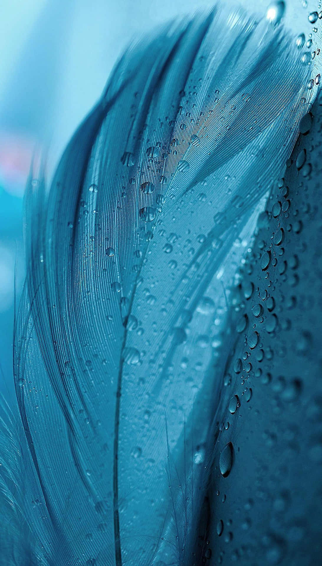 Blue Feather Dew Drops Wallpaper