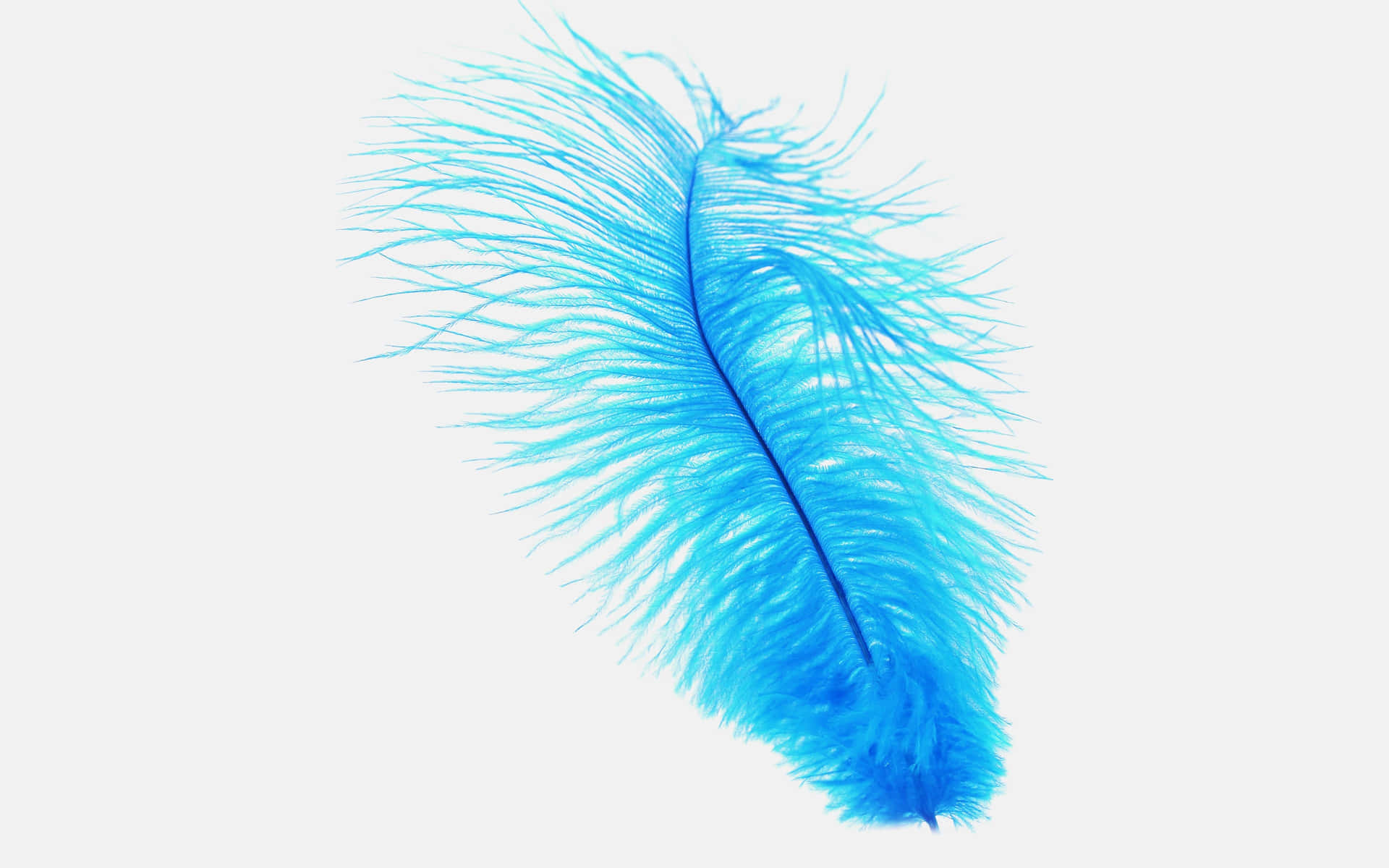 Blue Feather Isolated Background Wallpaper