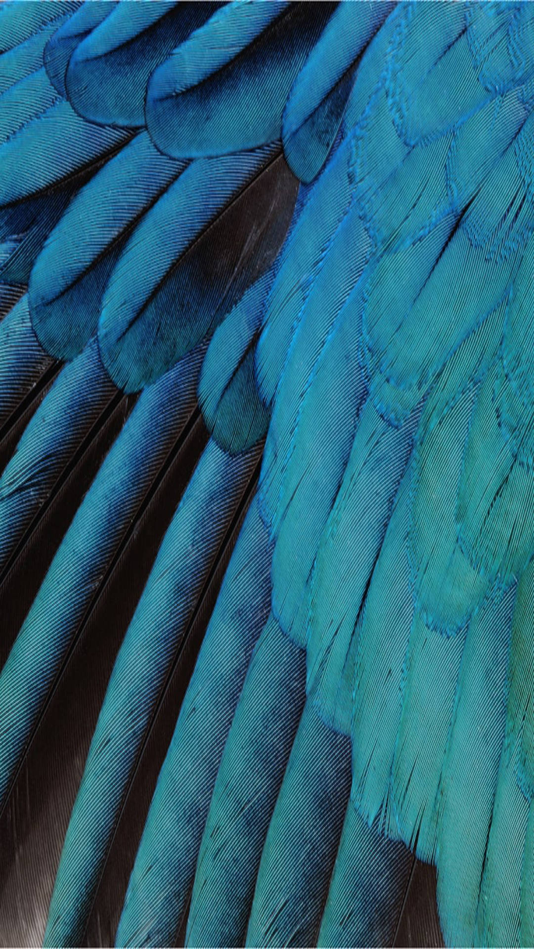 Blue Feather Wings iOS Default Wallpaper