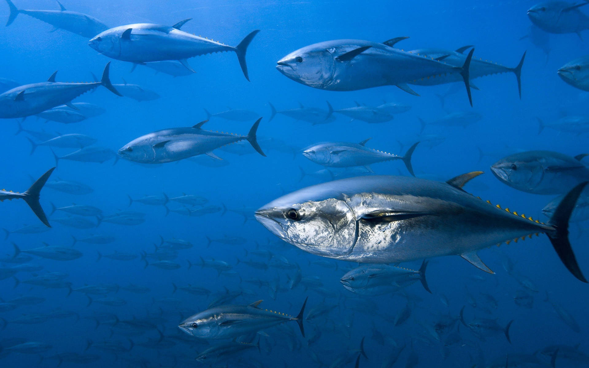 Blauethunfische Unter Wasser Wallpaper