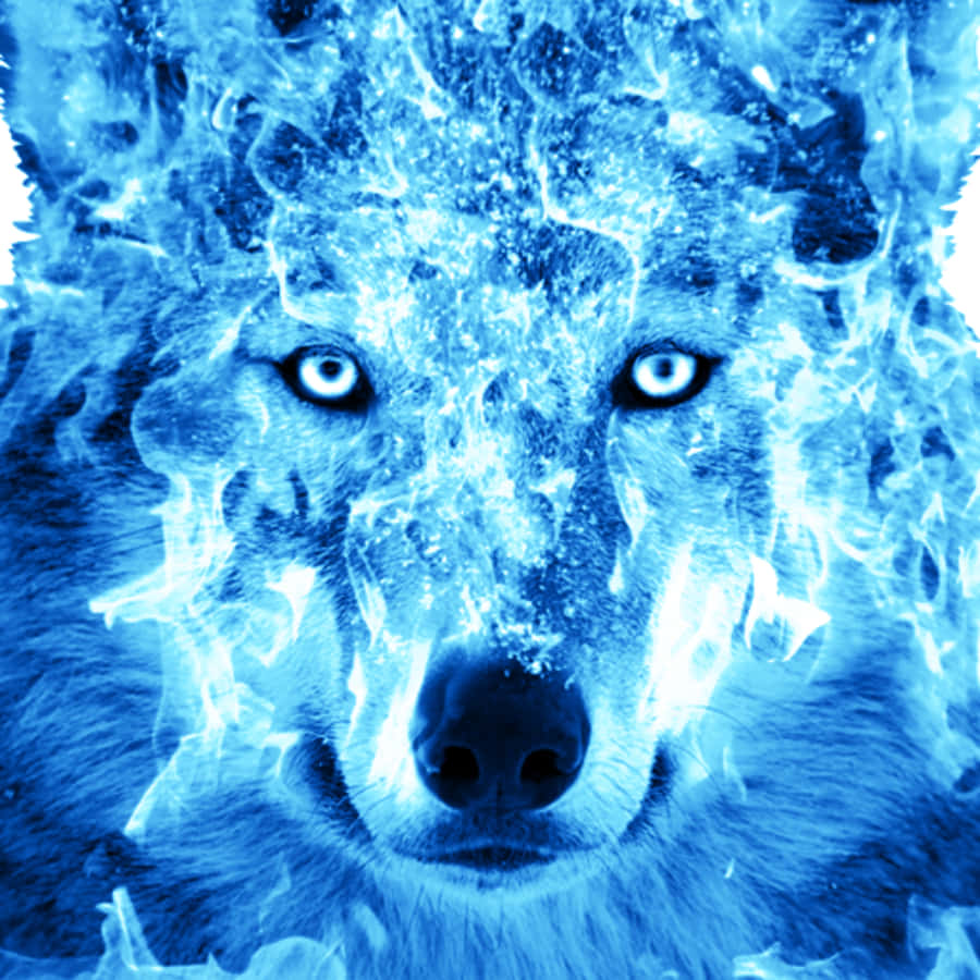 Blue Fire Wolf With Mesmerizing Eyes Wallpaper