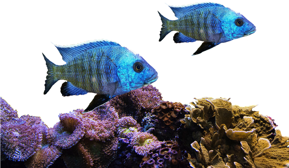 Blue Fish Coral Reef Scene PNG
