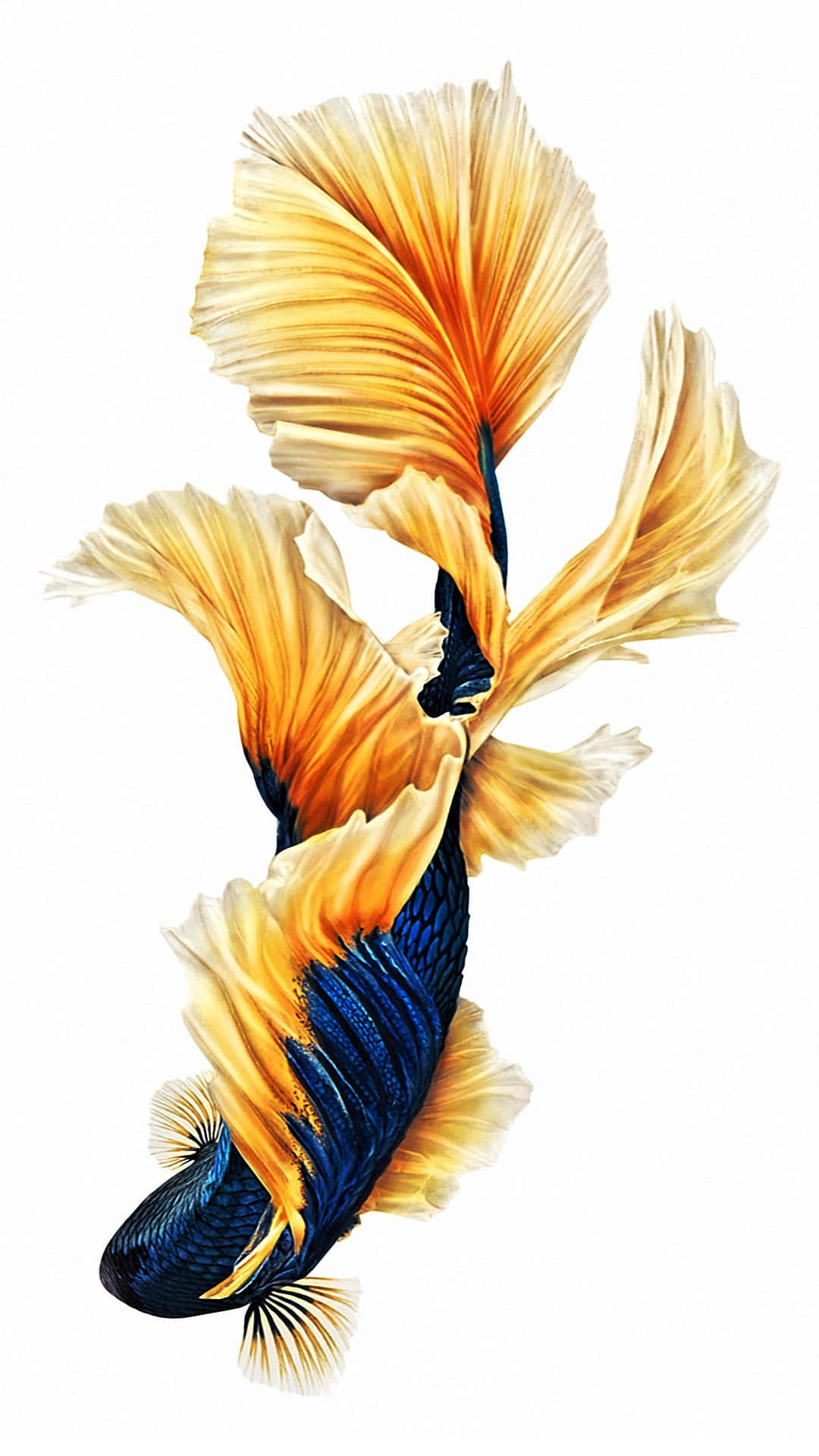 Blue Fish For Iphone 6 Plus Wallpaper