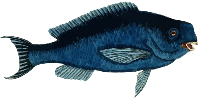 Blue Fish Illustration PNG