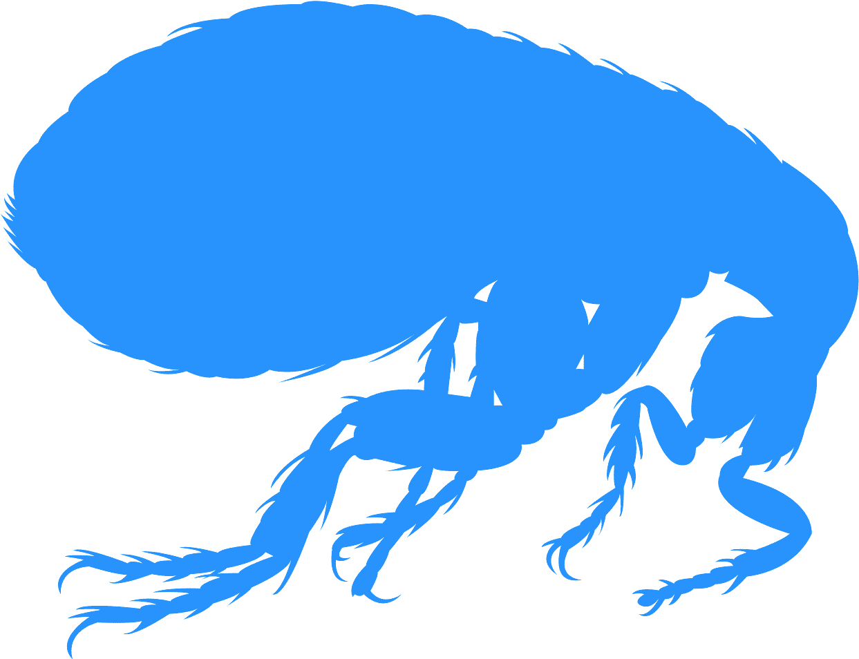Blue Flea Silhouette PNG
