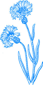 Blue Floral Sketchon Black Background PNG
