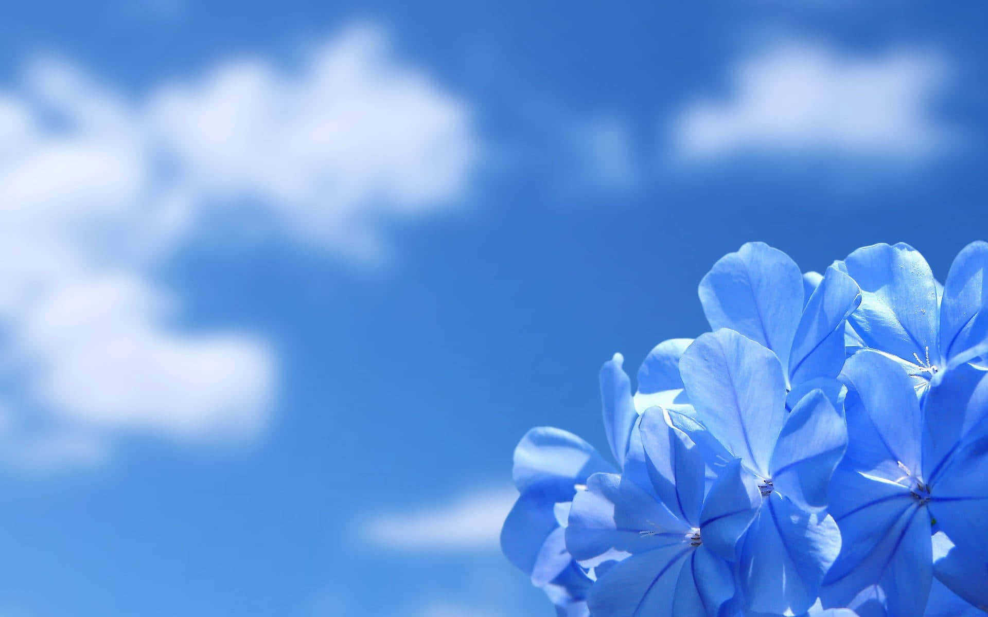 Blue Floral Sky Backdrop Wallpaper