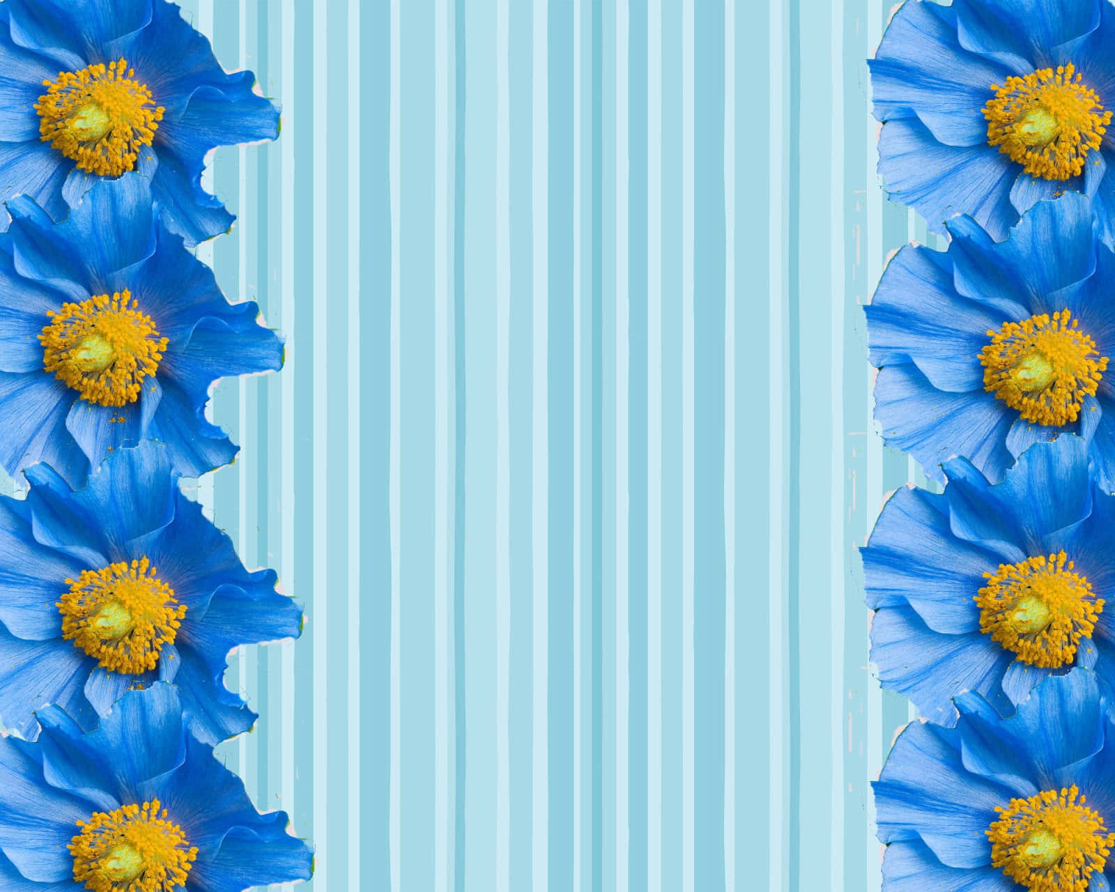 Blue Floral Stripe Border Design Wallpaper