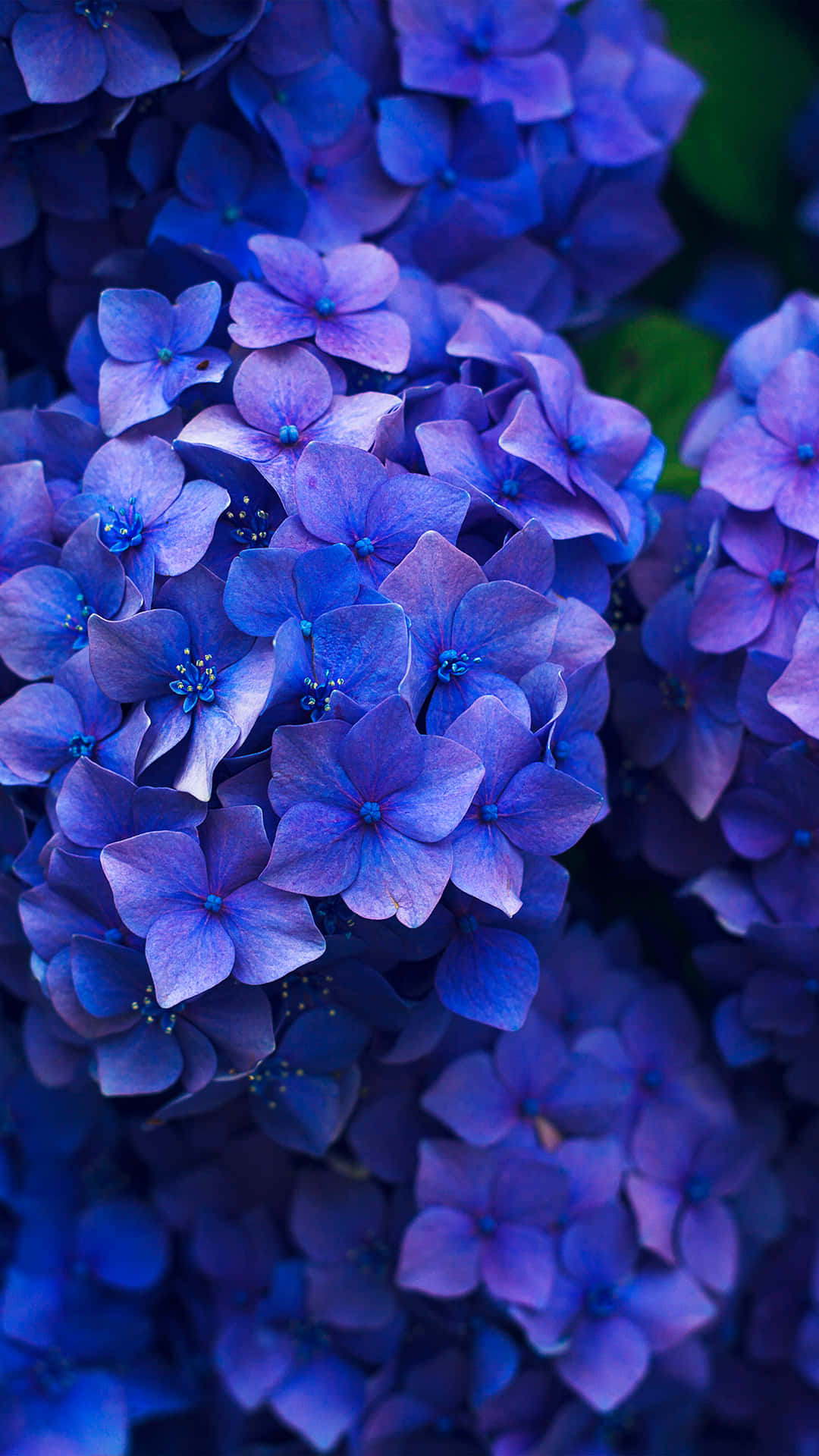 En levende blå blomst i fuld blomstring