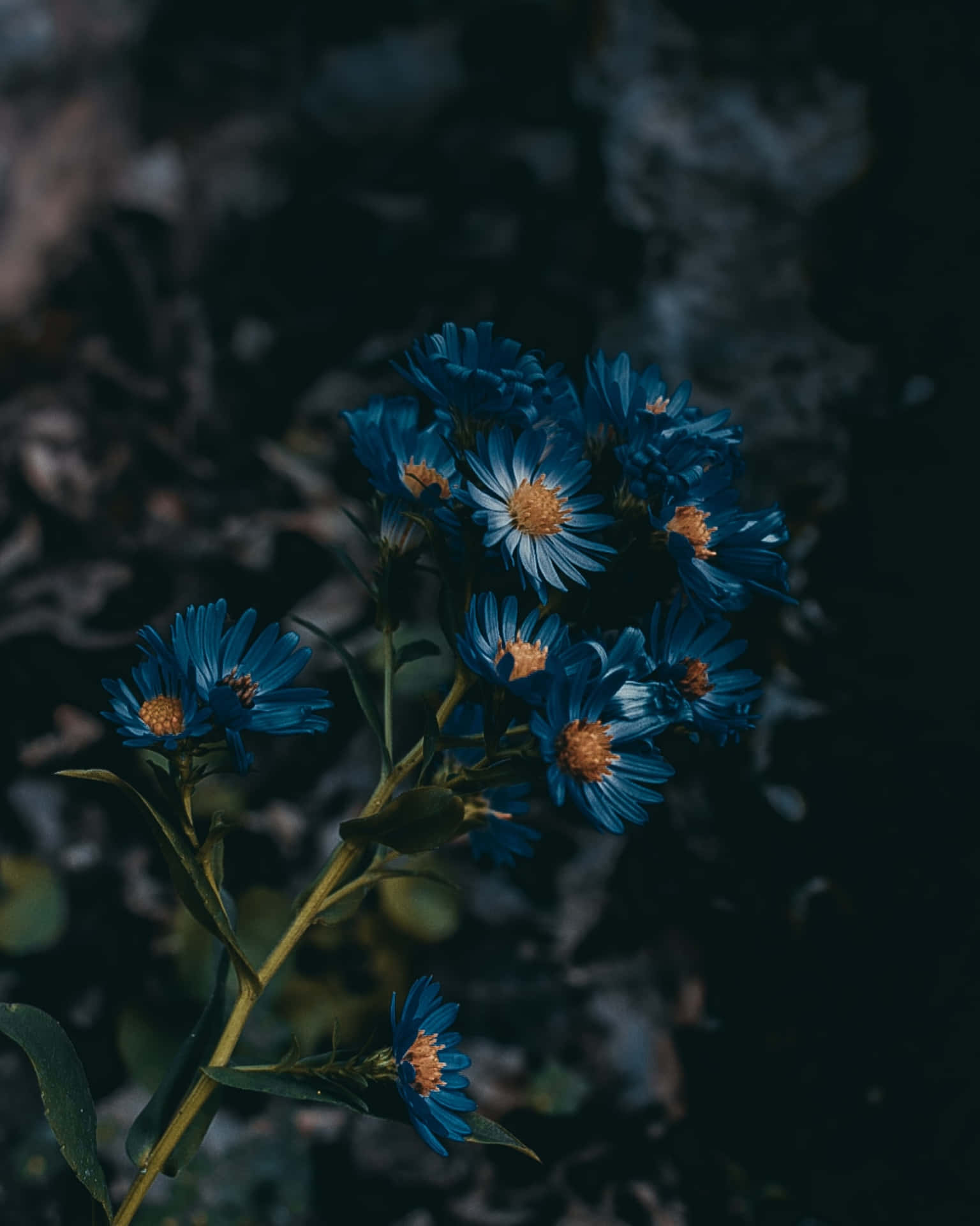 Mørk Æstetisk Daisy Blue Blomster Baggrund