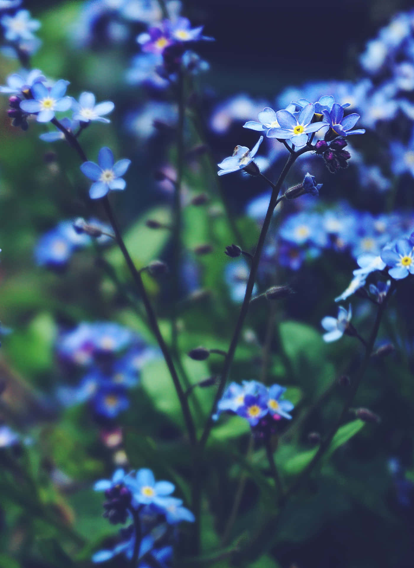 Et tæt på billede af blå blomster i haven