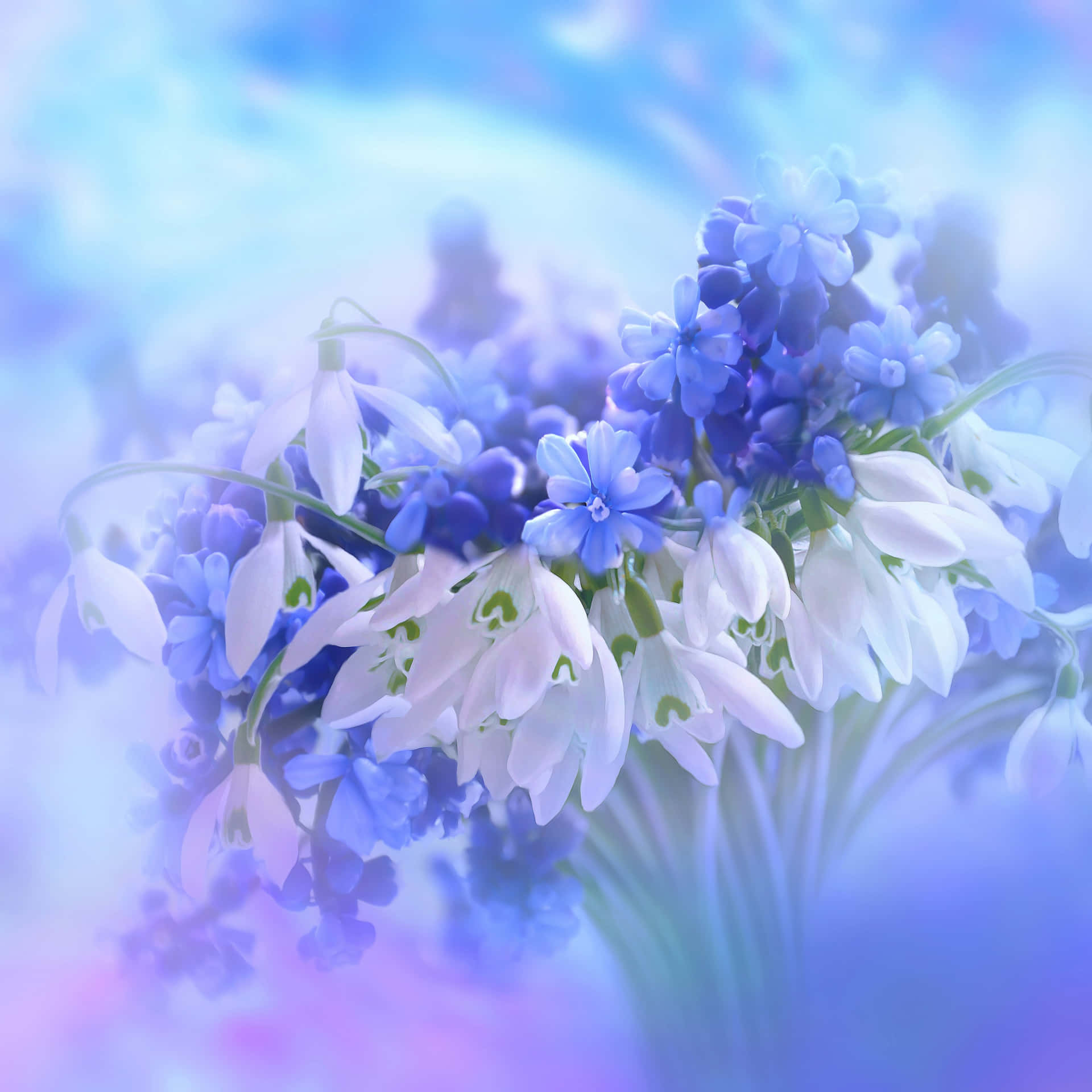 Et strålende felt af blå blomster omgivet af duggdråber.