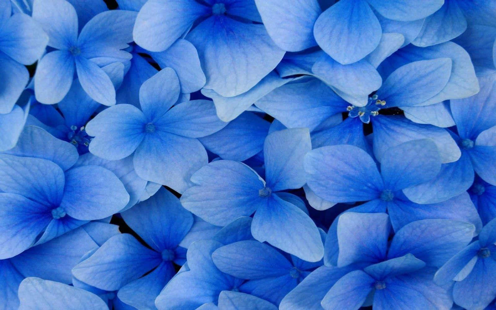 Hintergrundmit Blauen Hortensien-blumenansichten Von Oben.