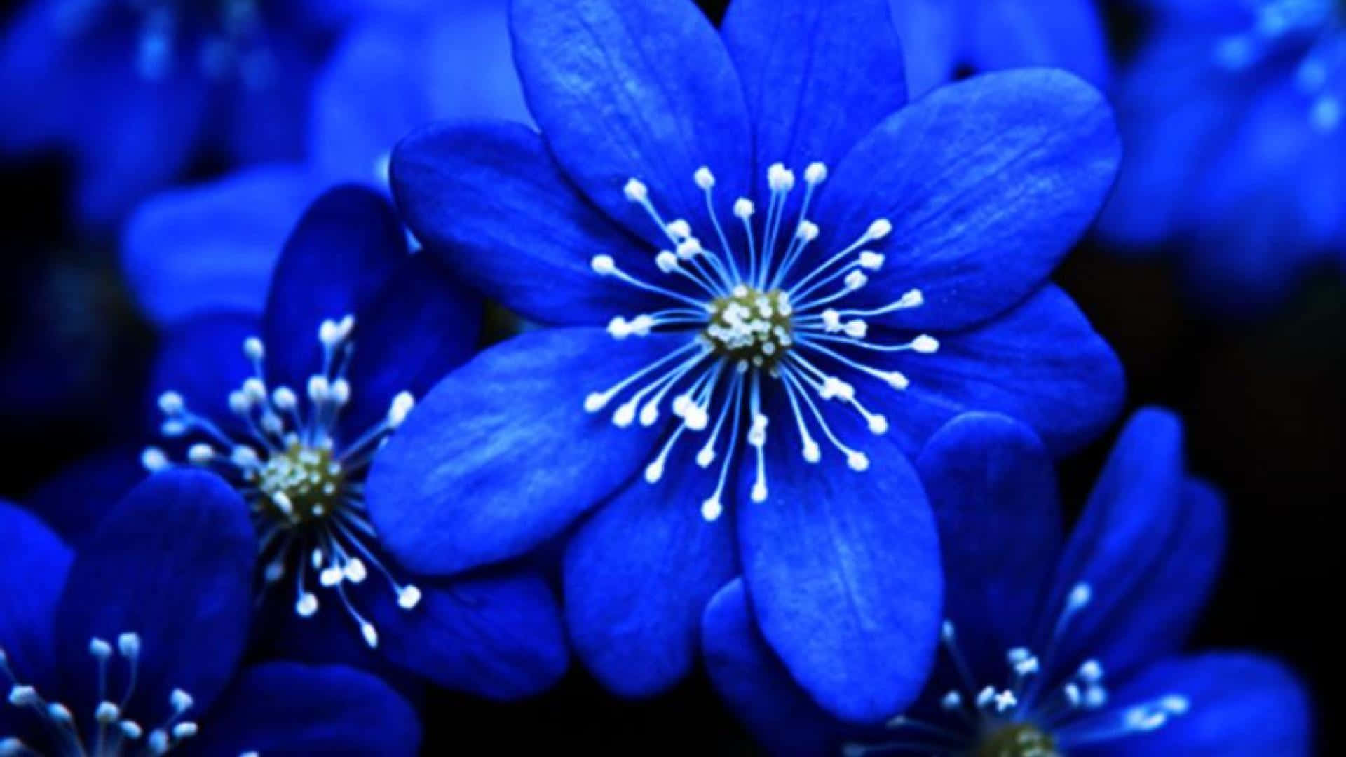 Vitpistill Med Blå Blomsterbakgrund