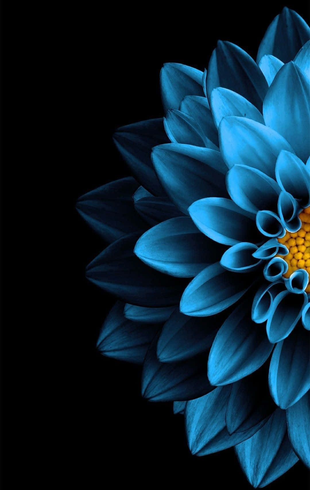 Half Dahlia Blue Flower Background