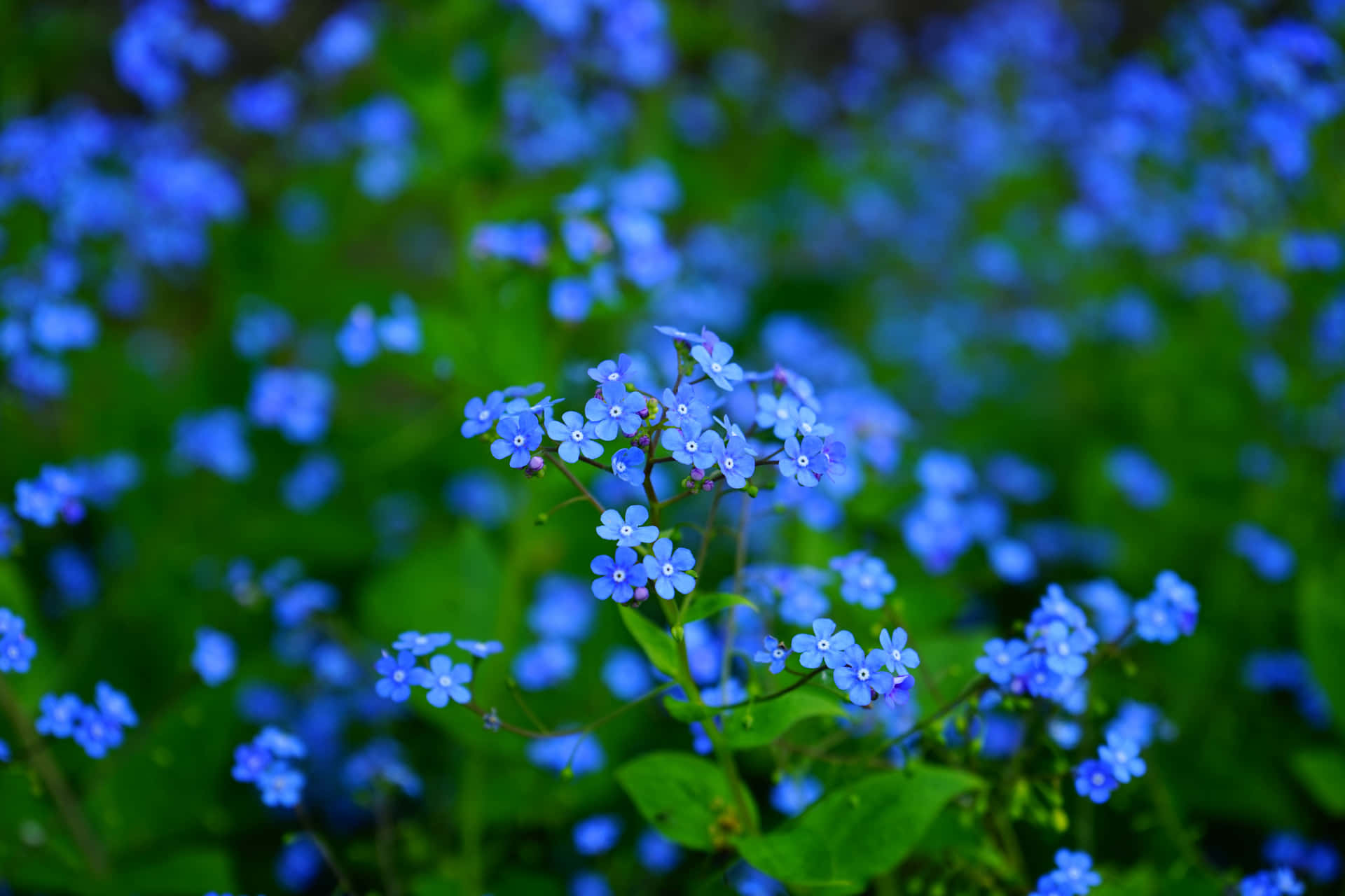 Enäng Av Blå Blommor