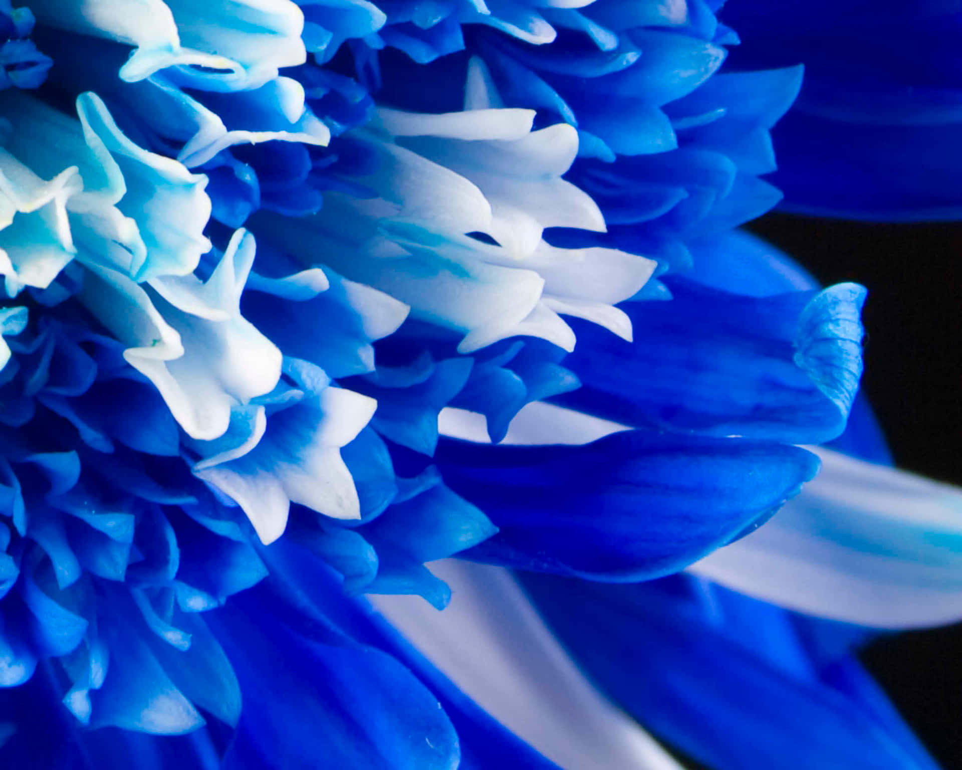 Petals White And Blue Flower Background