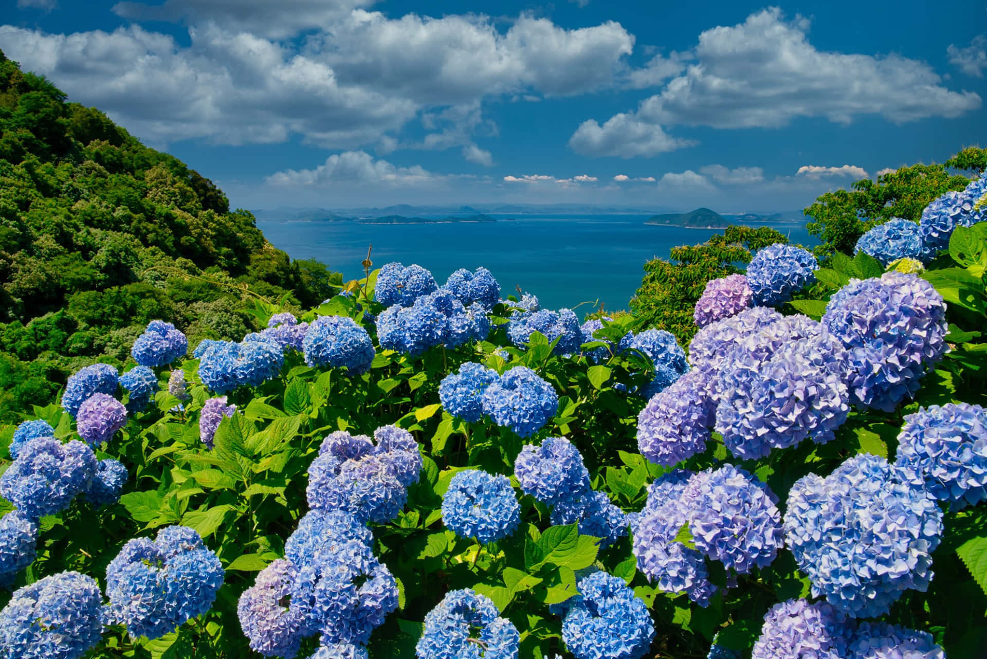 Hortensienbüschemit Lila Und Blauen Blumen Als Hintergrundbild