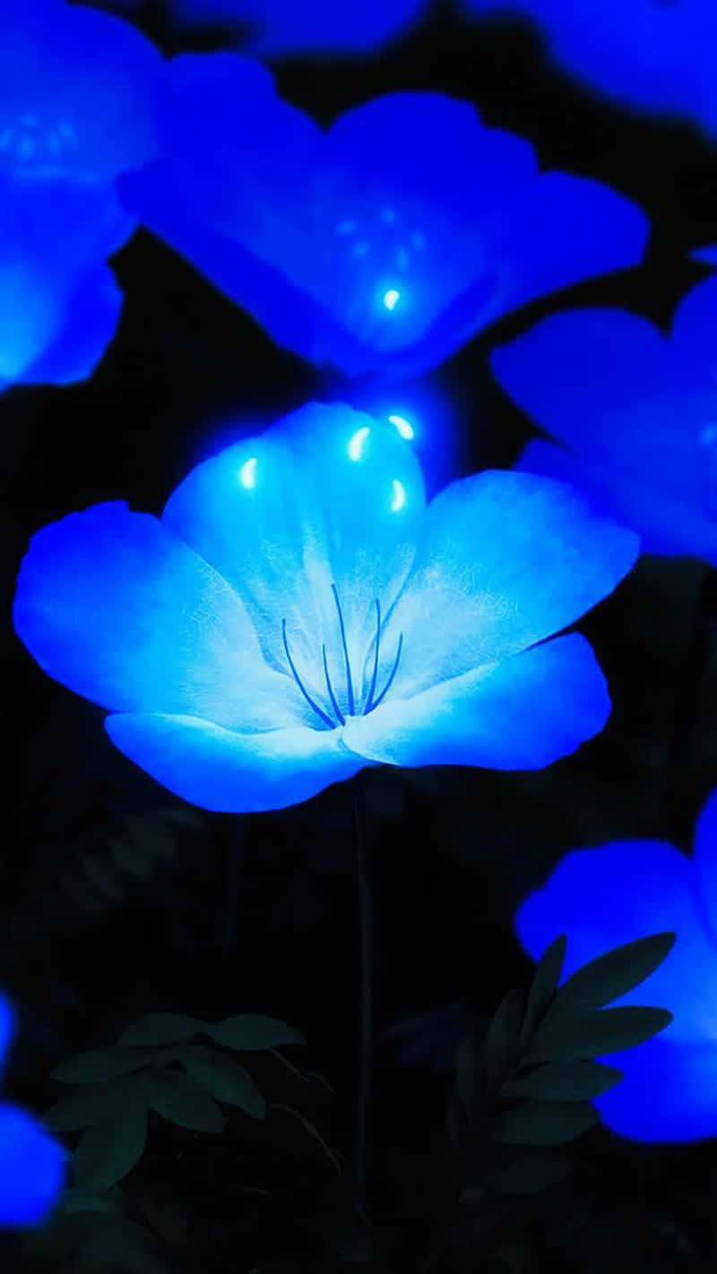 Einewunderschöne Blaue Blume, Die Im Sonnenschein Erleuchtet Wird.